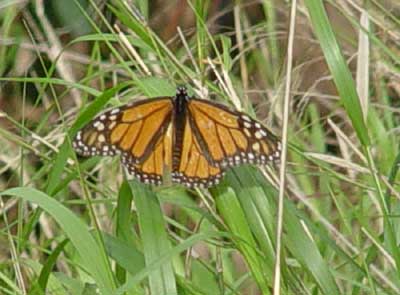 Monarch Butterfly