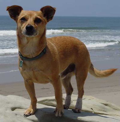 Poky At The Beach