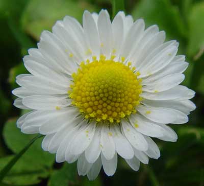 Tiny Daisy