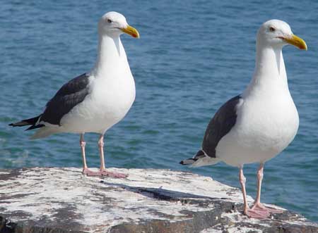 2 Sea Gulls