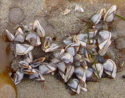 Tiny Barnacles