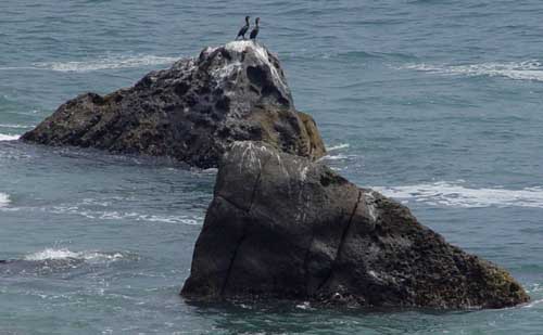 Cormorants