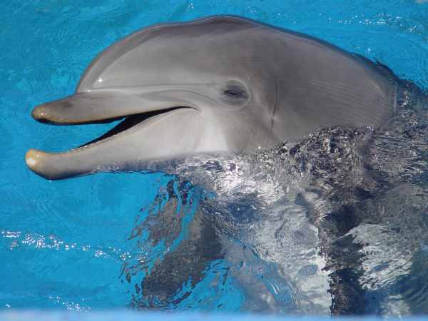 Dolphin Face