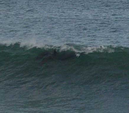 Dolphins Surfing