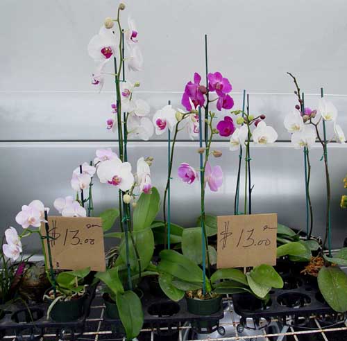 Farmer's Market Orchids