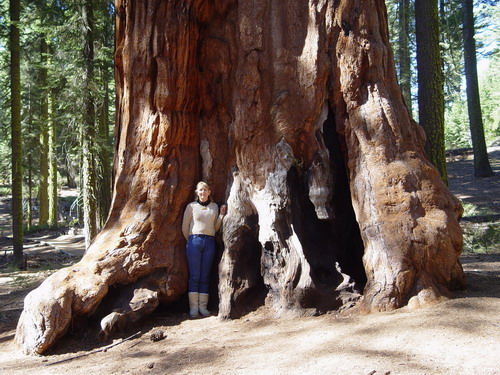 Giant Sequoia