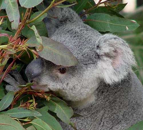 Koala