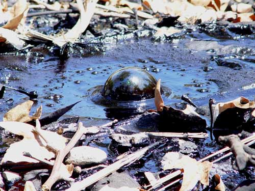 La Brea Tar Pits