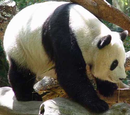 Panda Bear