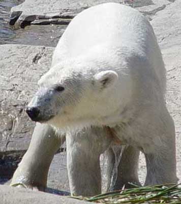 Polar Bear