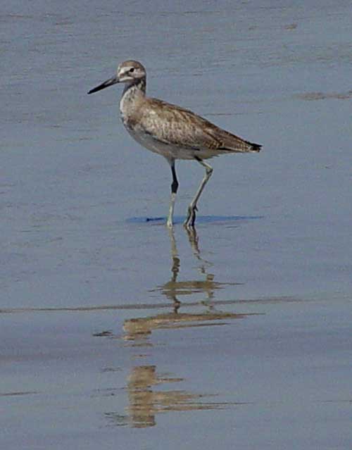 Sandpiper