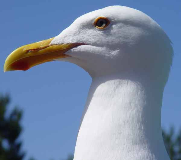 Seagull Profile