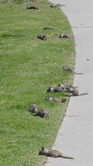 Squirrels In The Park