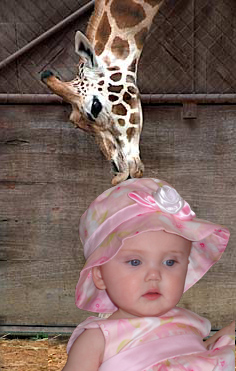 Giraffe Kiss